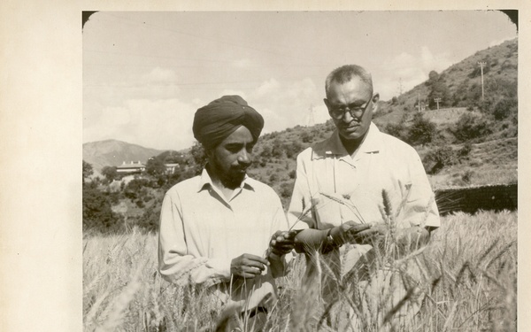 Men observing wheat in field