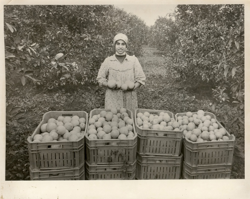 Harvesting fruit