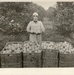 Harvesting fruit