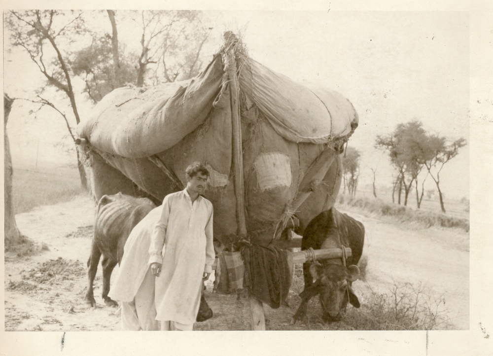 Cattle pulling tent