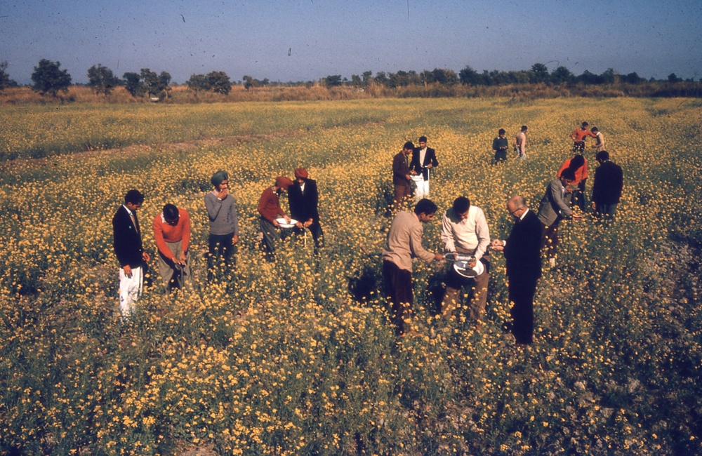 Men examining crop in India