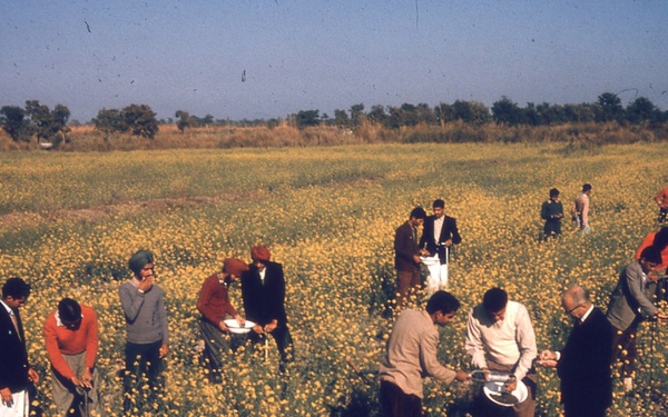 Men examining crop in India