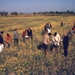 Men examining crop in India