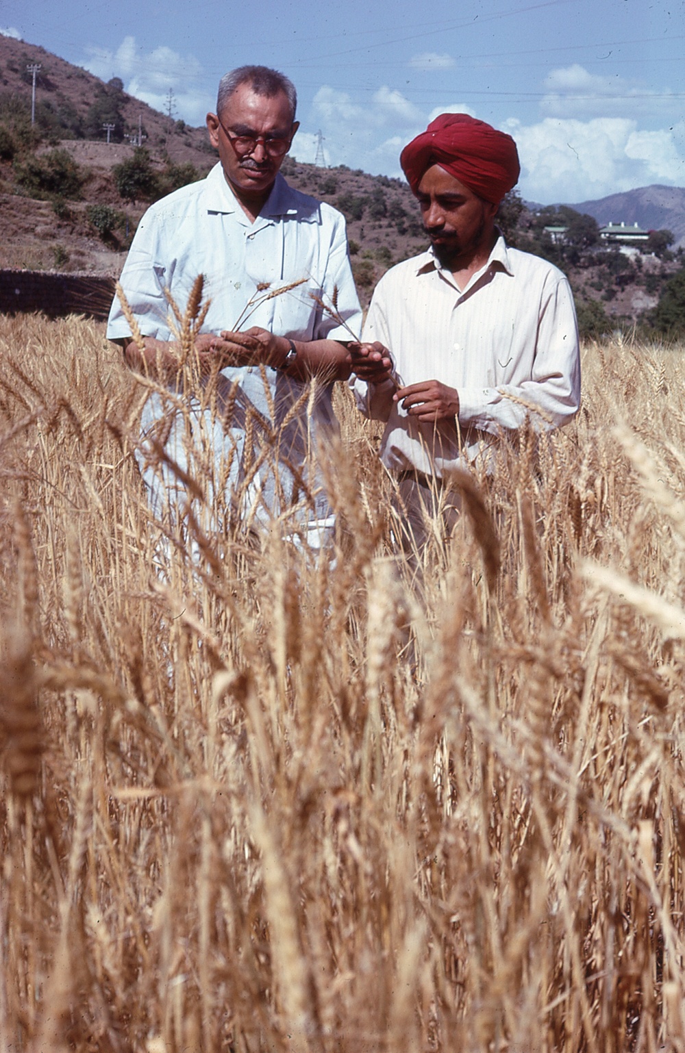 Two men in a field of wheat