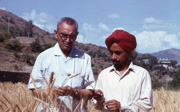 Two men in a field of wheat