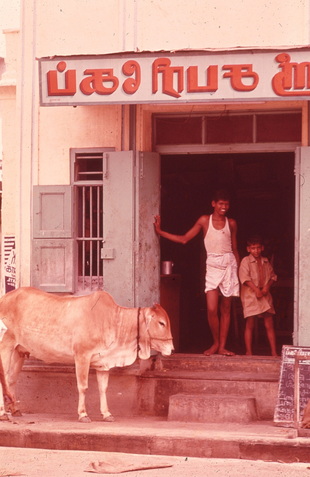 Sacred cow in front of a storefront