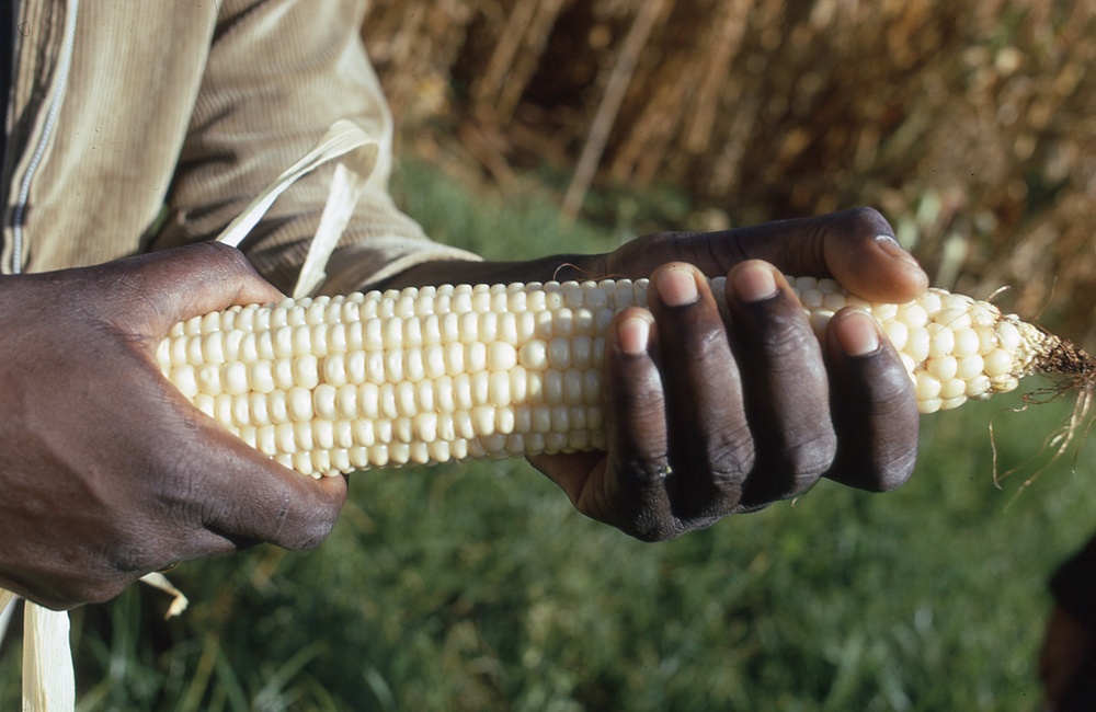 Husked corn