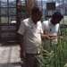 Examining crops