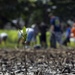 Sailors assist in a cleanup at the ancient fishpond, Loko Pa’aiau, on Oahu