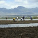 Sailors assist in a cleanup at the ancient fishpond, Loko Pa’aiau, on Oahu