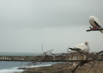 Hawaii Audubon Society visits MCB Hawaii