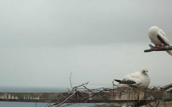 Hawaii Audubon Society visits MCB Hawaii