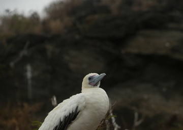 Hawaii Audubon Society visits MCB Hawaii
