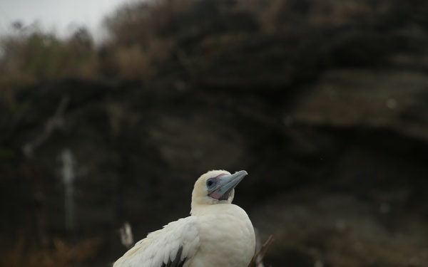Hawaii Audubon Society visits MCB Hawaii