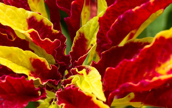 George Washington's Mt. Vernon