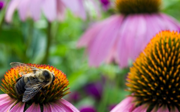 George Washington's Mt. Vernon