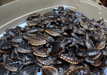 Coast Guard assists in releasing more than 600 sea turtles