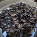 Coast Guard assists in releasing more than 600 sea turtles