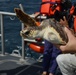 Coast Guard assists in releasing more than 600 sea turtles