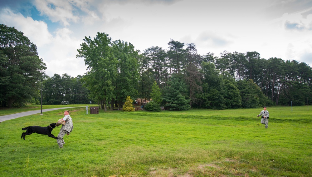 K-9 handlers: Pursuing the enemy