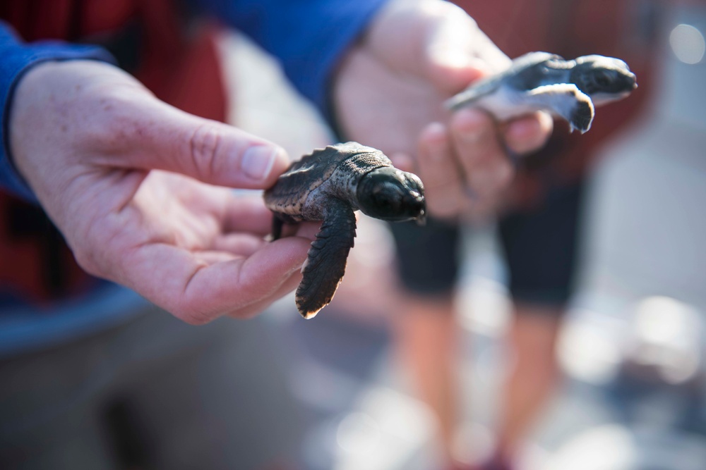 Coast Guard helps release 25 baby sea turtles off Cape Canaveral coast