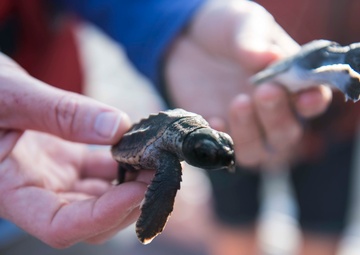 Coast Guard helps release 25 baby sea turtles off Cape Canaveral coast
