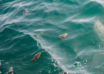 Coast Guard helps release 25 baby sea turtles off Cape Canaveral coast