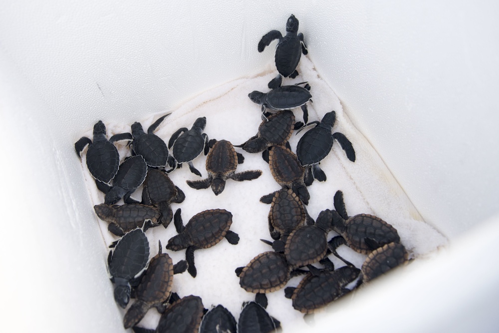 Coast Guard helps release 25 baby sea turtles off Cape Canaveral coast