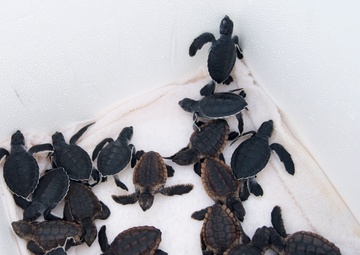 Coast Guard helps release 25 baby sea turtles off Cape Canaveral coast