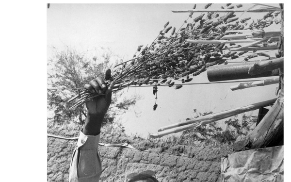Joseph Vaidjo, local Cameroon farmer, holds plants