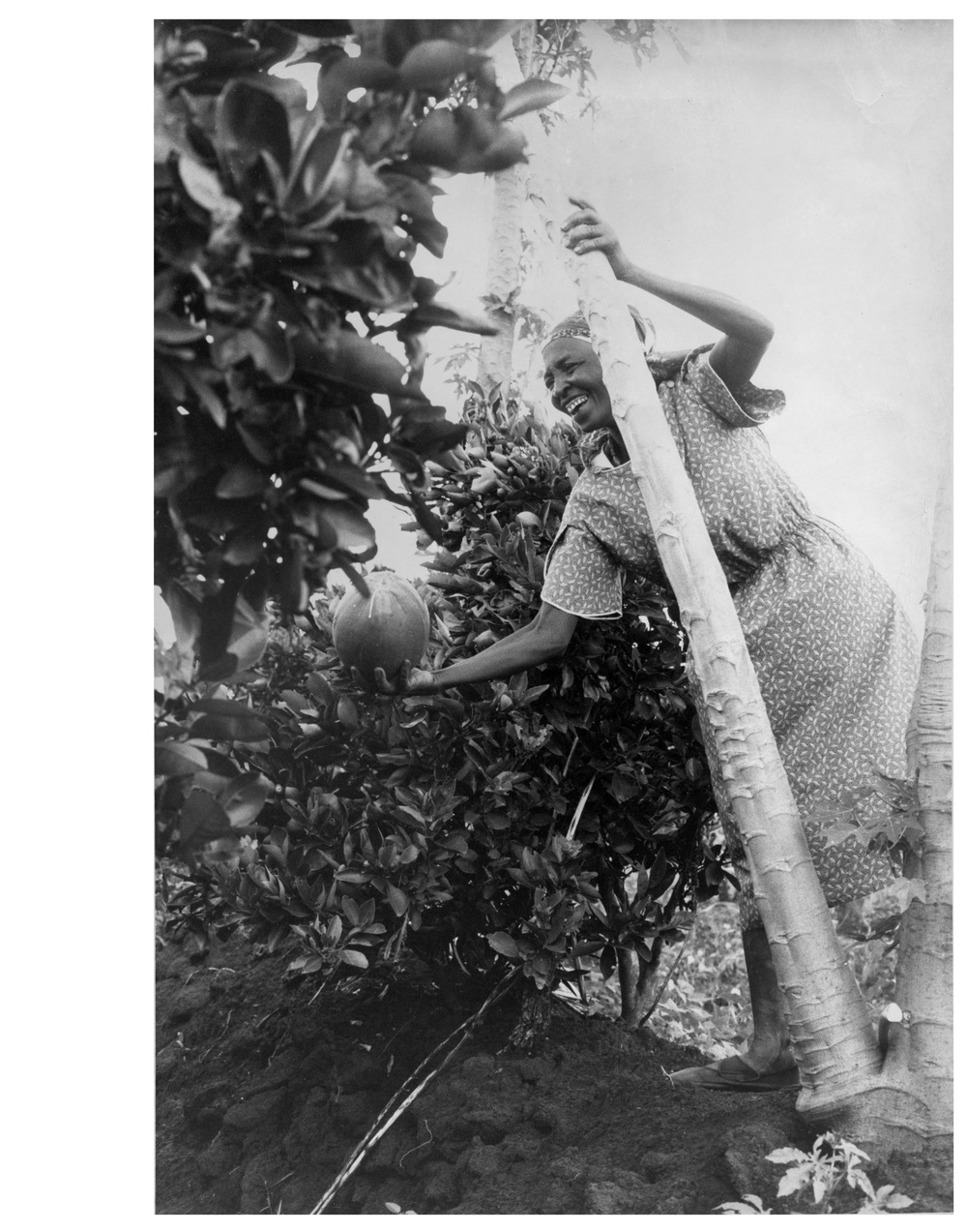 Ngii picks papaya on hillside farm