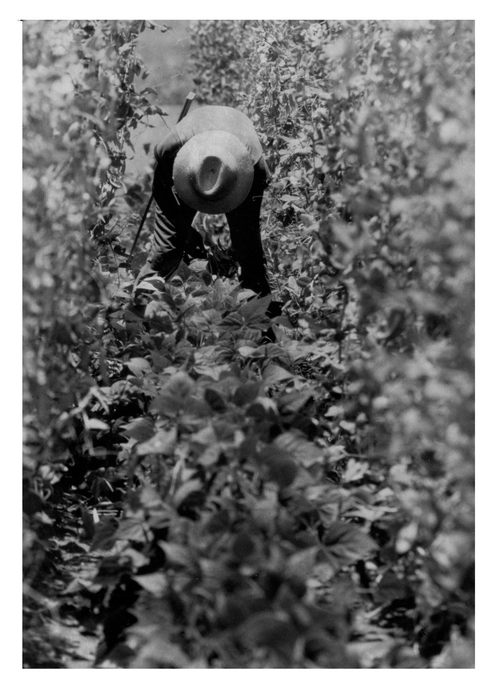 Worker tending to crops in Guatemala