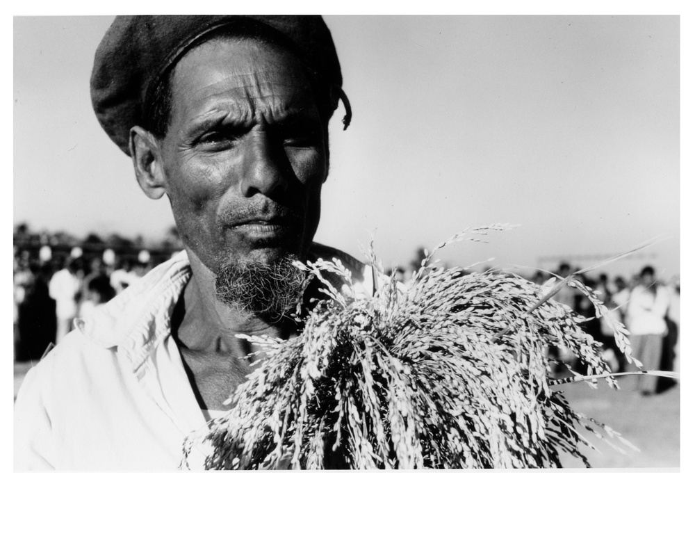 Pakistani farmer holding salt-damaged rice