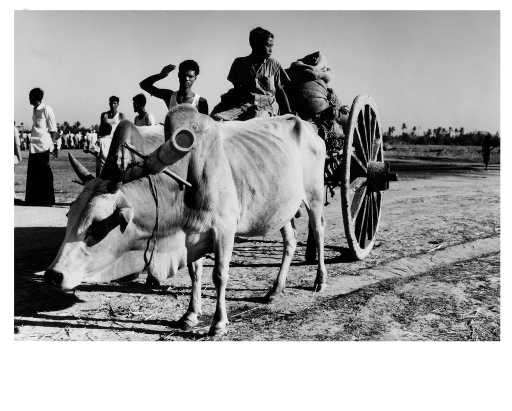 Cow pulls cart of relief rice supplies, East Pakistan