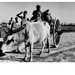 Cow pulls cart of relief rice supplies, East Pakistan