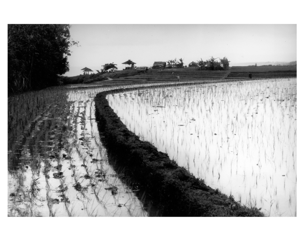 Rice paddy in Pakistan