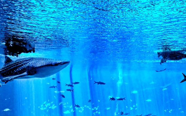 Atlanta VAMC patients find swimming with sharks therapeutic