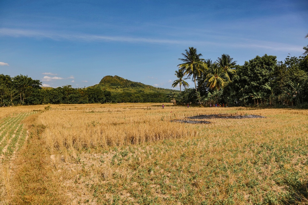 Indonesian farm