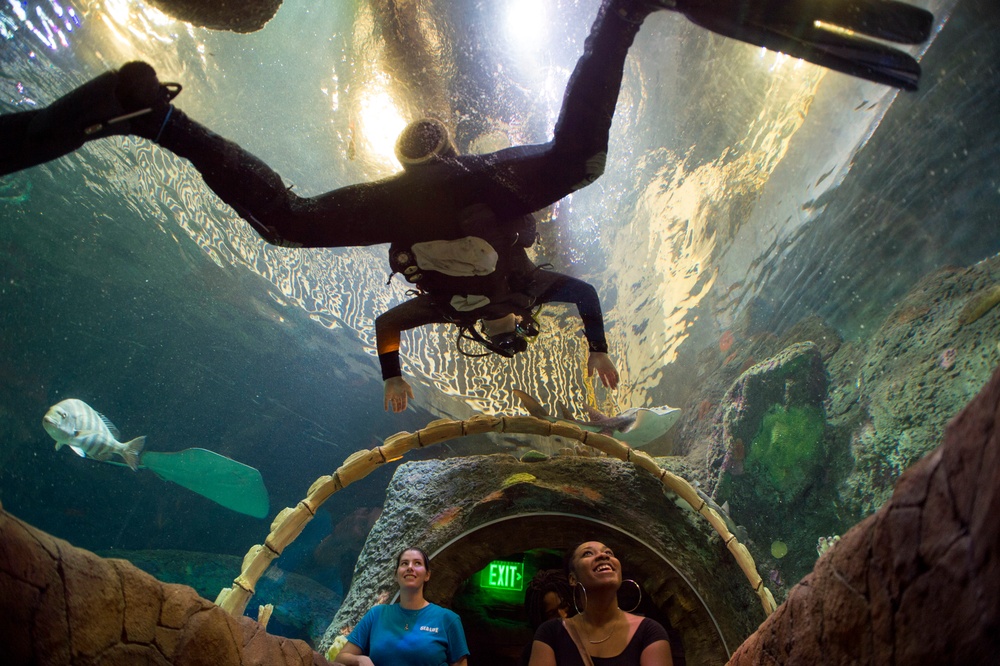 EOD Sailors dive at Kansas City Sea Life Aquarium