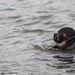 2nd Recon Bn. prepares for Marine Combatant Diver Course