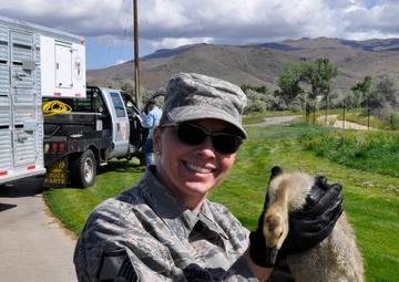 152nd Airlift Wing participates in Canadian goose roundup