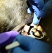 Military Working Dog teeth cleaning