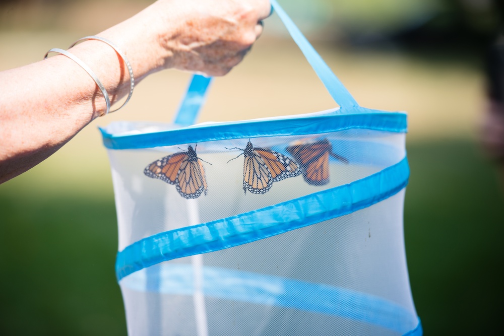 Monarch butterflies released in Arlington National Cemetery