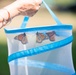 Monarch butterflies released in Arlington National Cemetery