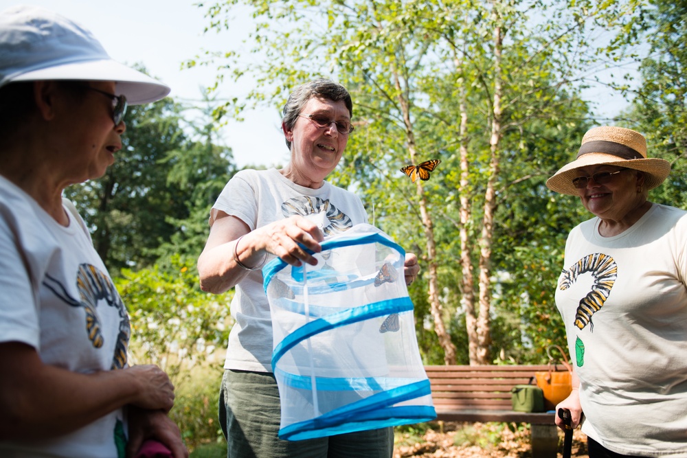 Monarch butterflies released in Arlington National Cemetery