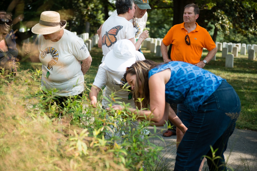 Monarch butterflies released in Arlington National Cemetery