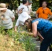 Monarch butterflies released in Arlington National Cemetery