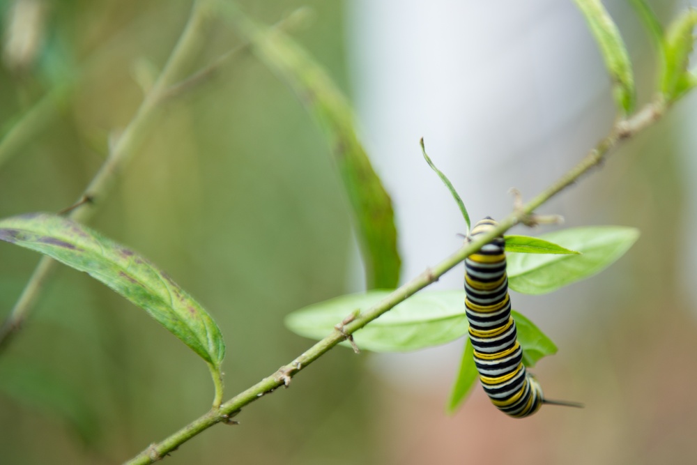Monarch butterflies released in Arlington National Cemetery