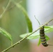 Monarch butterflies released in Arlington National Cemetery