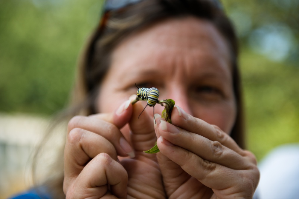 Monarch butterflies released in Arlington National Cemetery